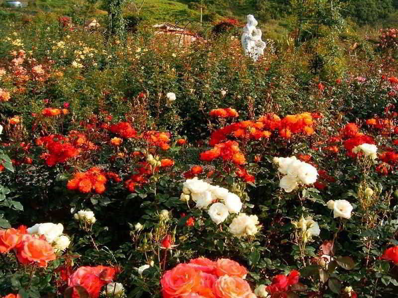 Pestana Quinta Do Arco Nature & Rose Garden Hotel Arco de São Jorge Buitenkant foto
